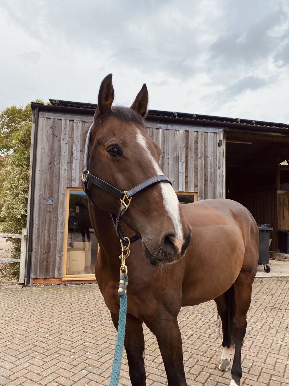 Horse outside barn