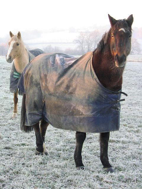 Horses in winter field