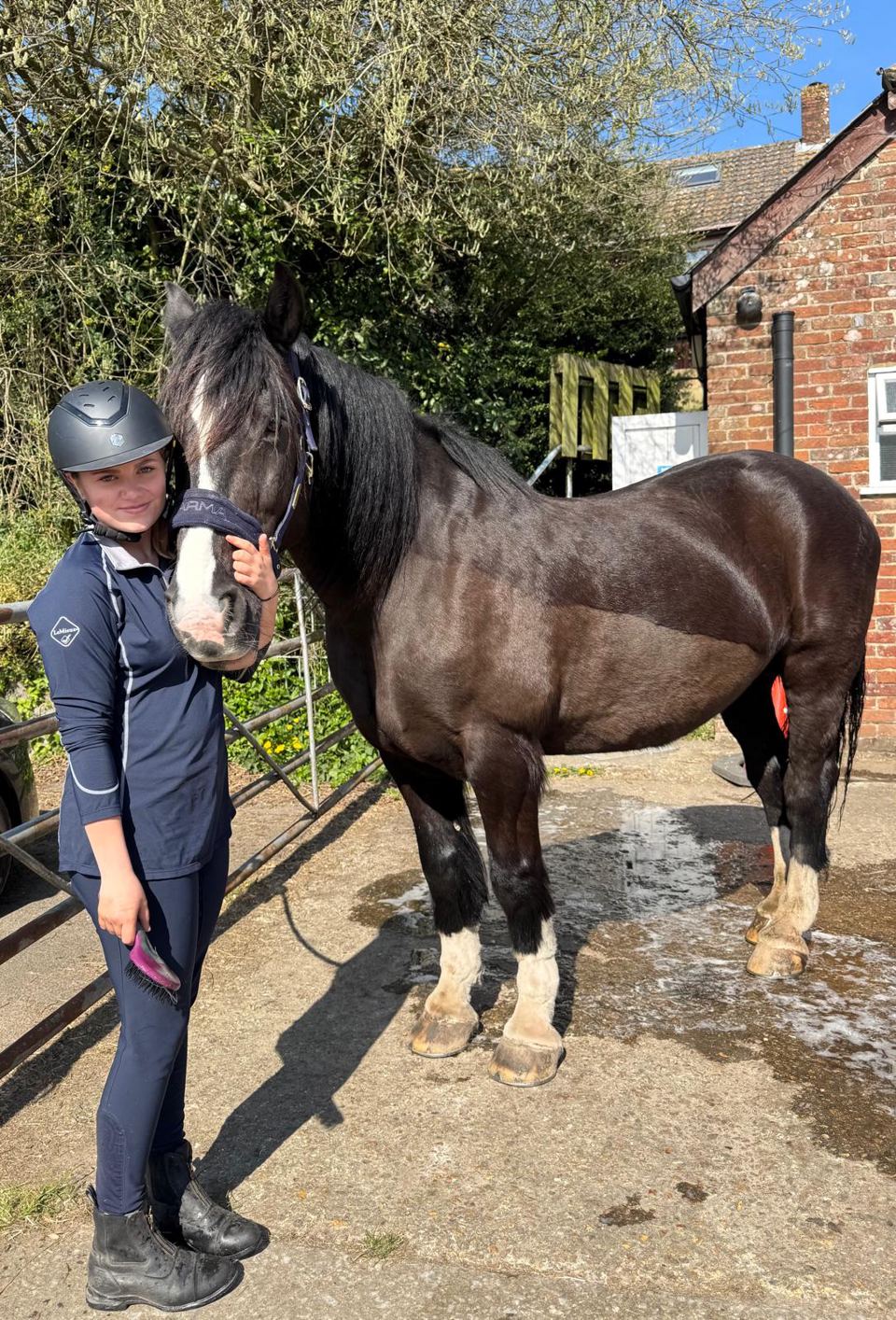 Horse at stable door
