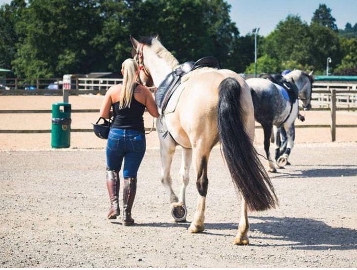 Horse led in arena