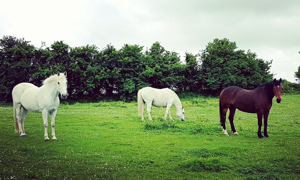 Horses in field