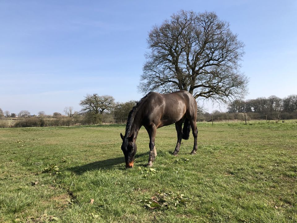 Horse in field under tree