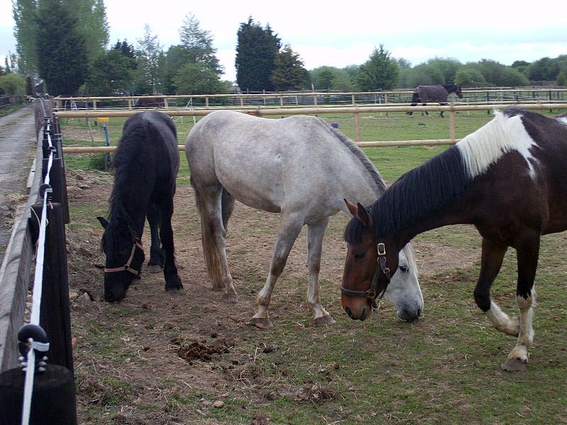 Horses in a paddock