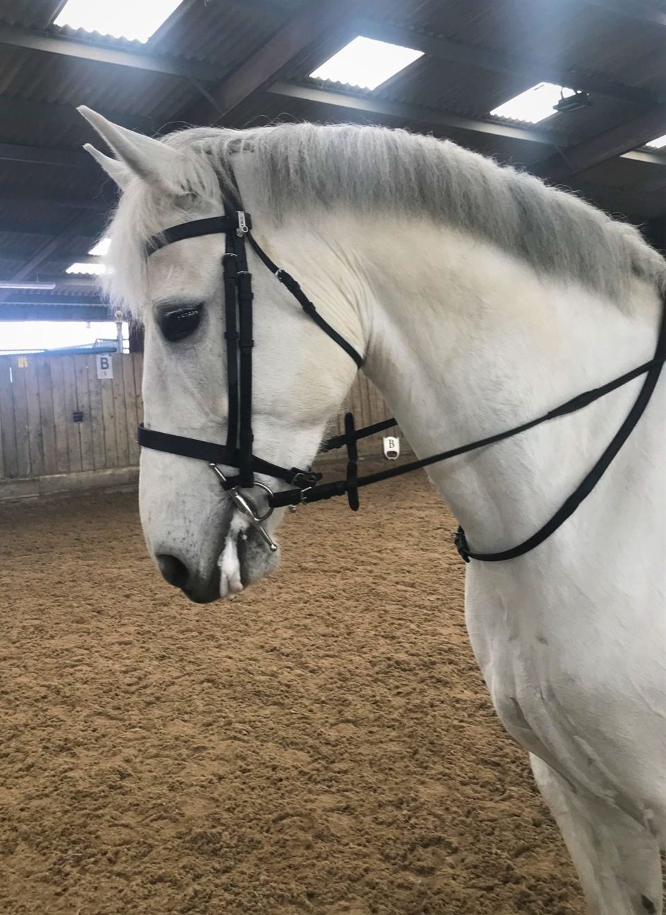 Horse in indoor school