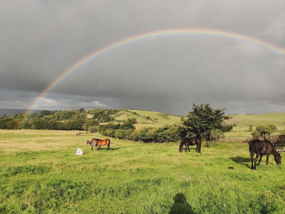 Field under a rainbow