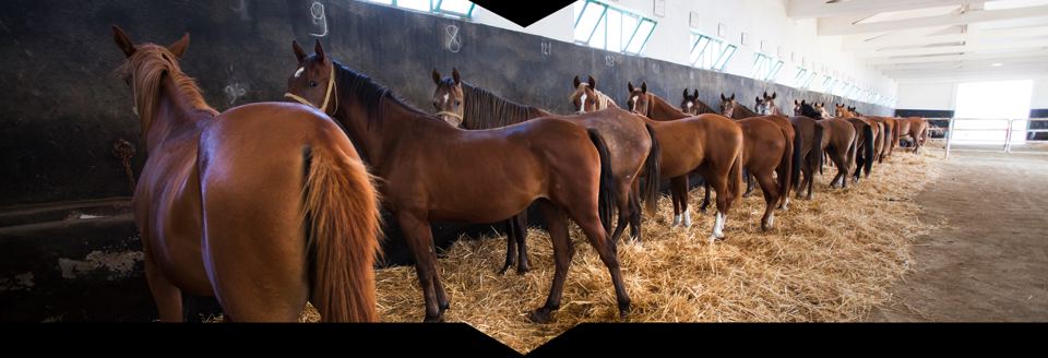 Horses in stable row