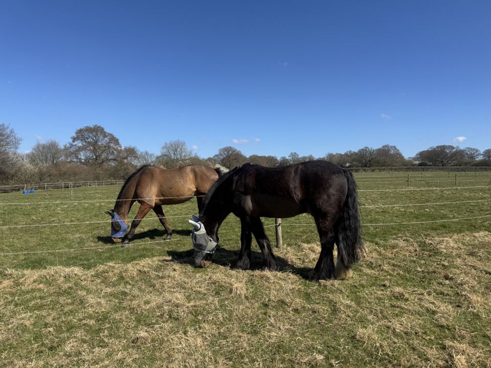 Horses grazing in a field