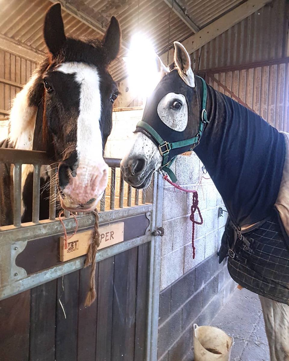 Stable doors with tack