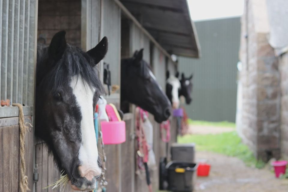 Stable row with horses