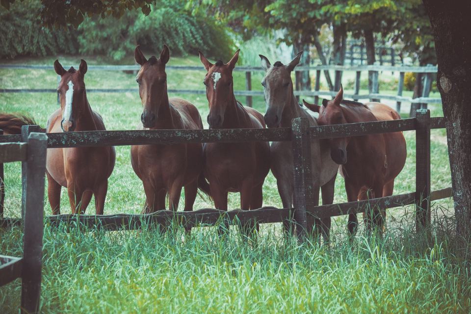 Horses at fence