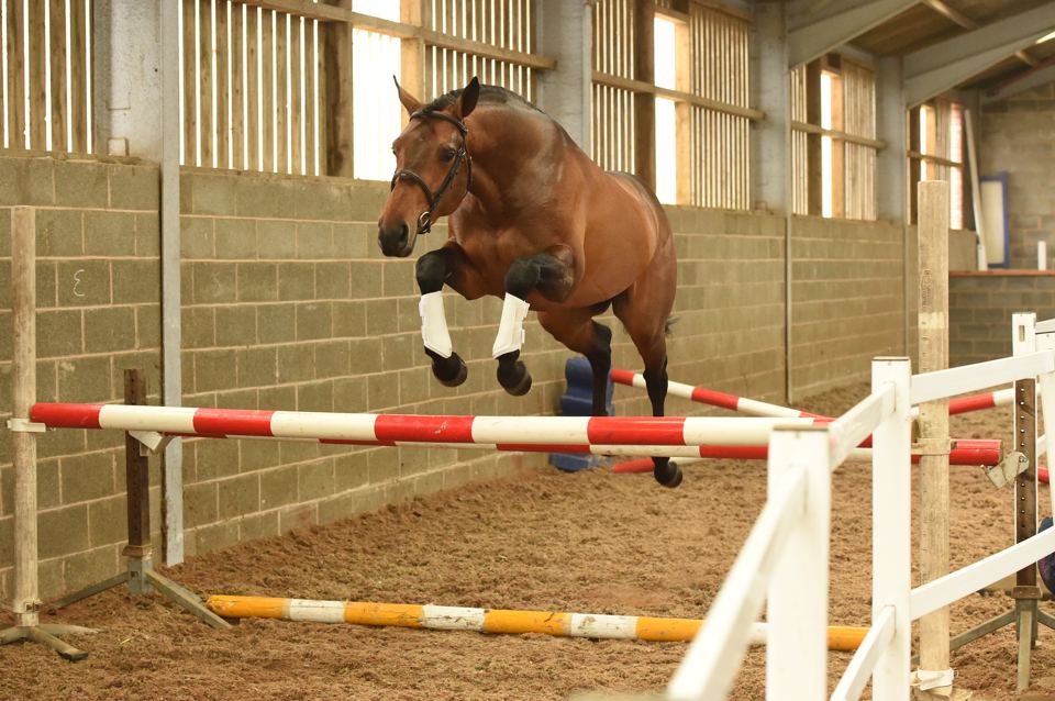 Horse jumping indoors