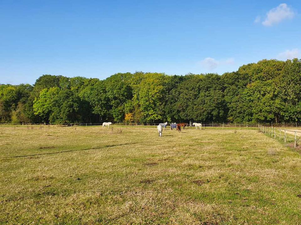 Field and tree line