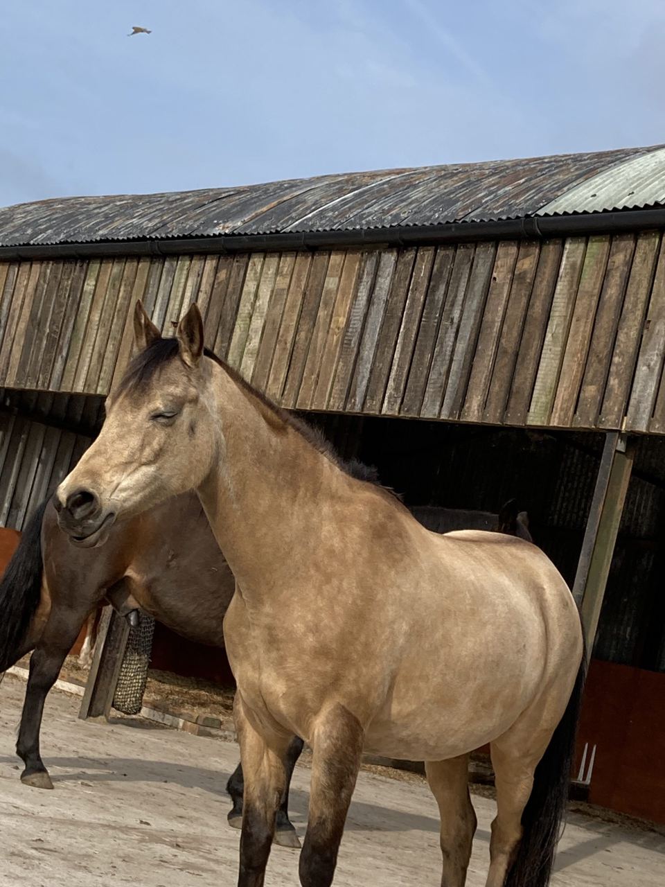 Horses in barn