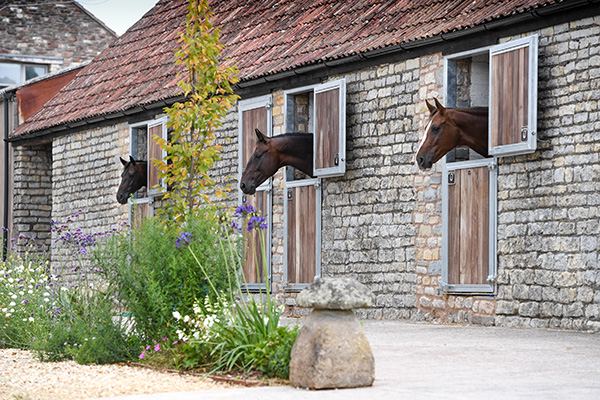 Horses looking from stable