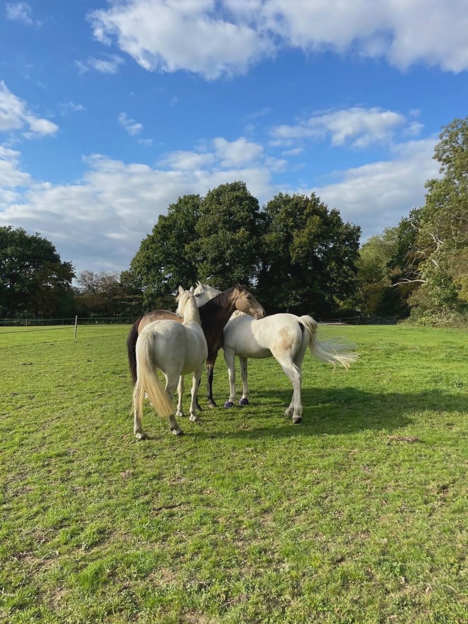 Horses in field