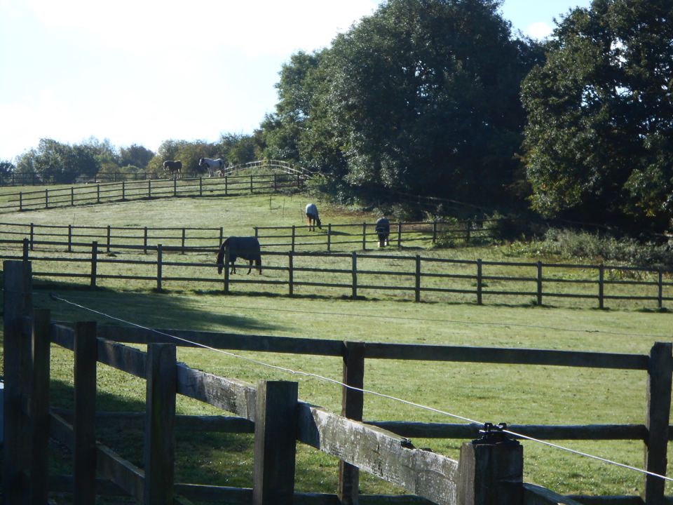 Horses in the field