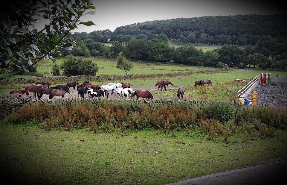 Horses and cattle in field