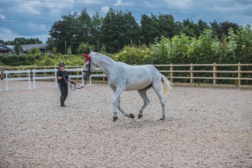 Horse in arena