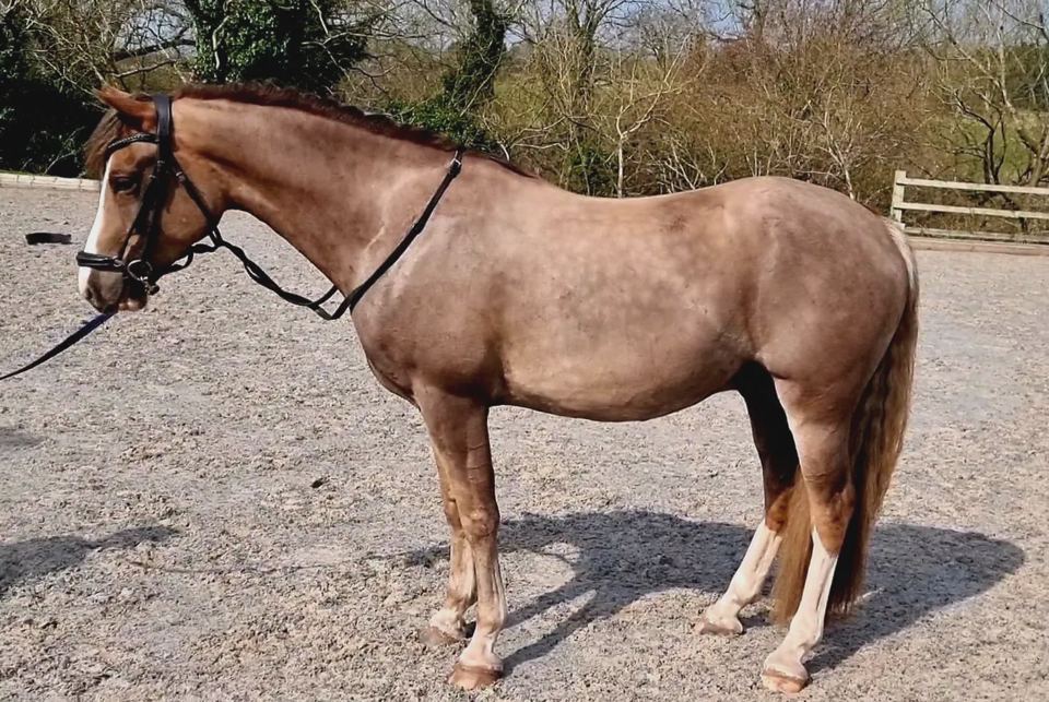 Horse at the yard
