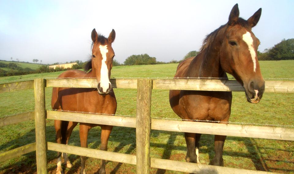 Two horses at the fence