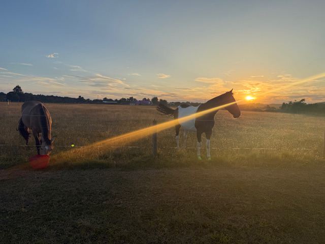 Horses in field at sunset