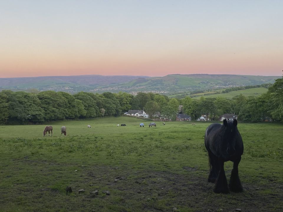 Horses in field at sunset