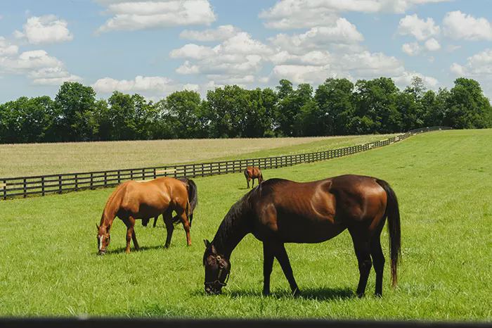 Horses grazing in field