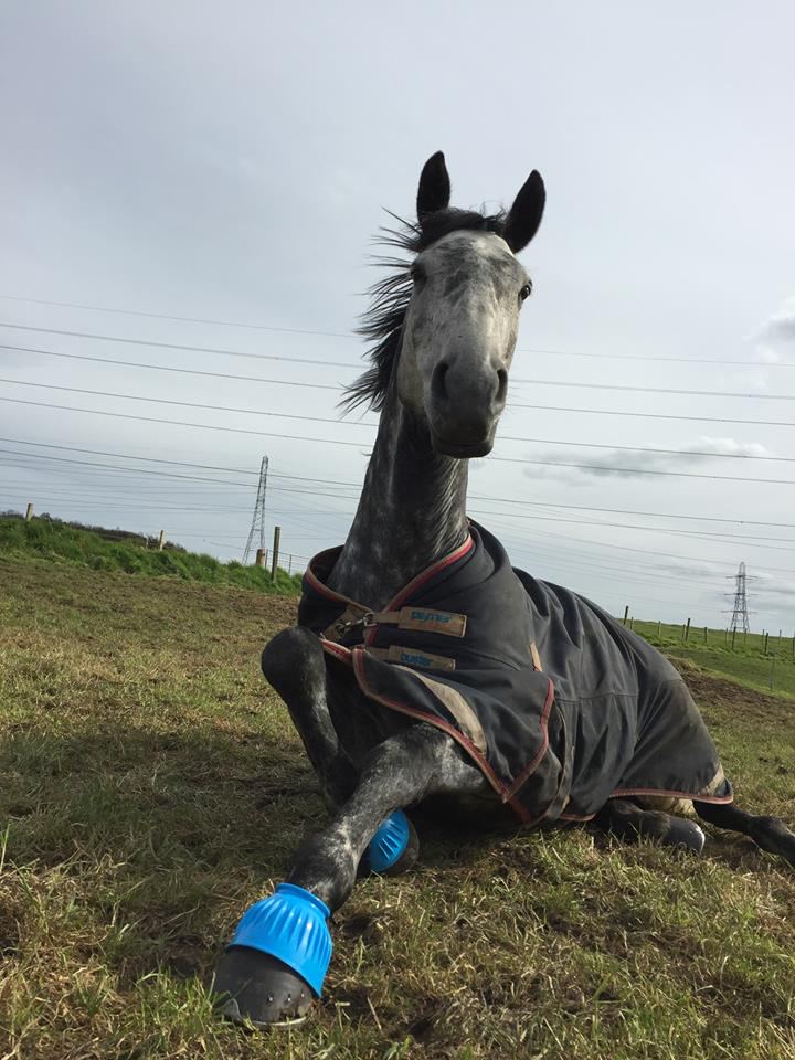 Horse lying in field