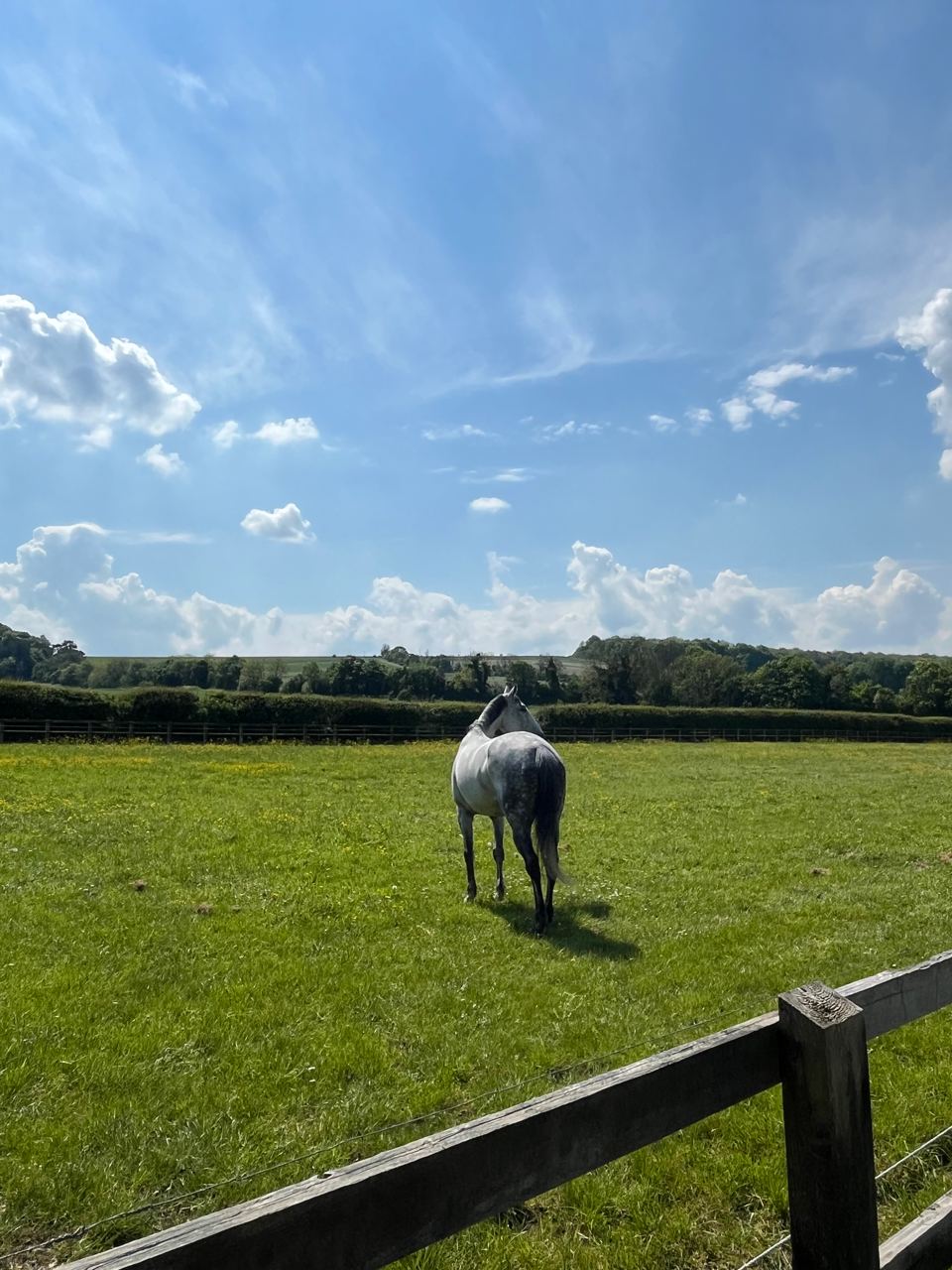 Horse in the field