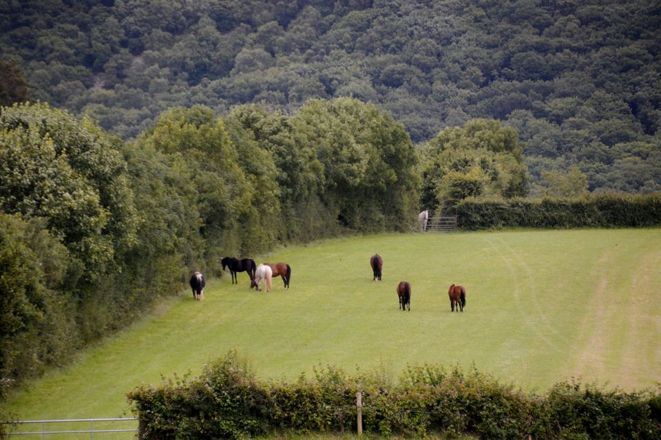 Horses in a wide field