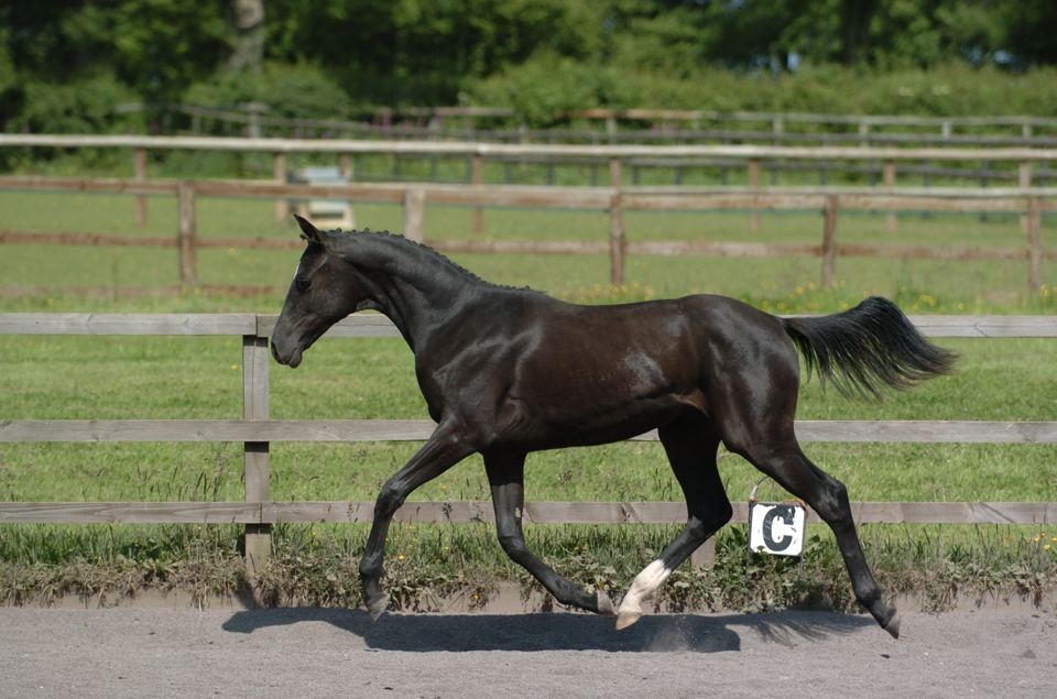 Horse in a paddock