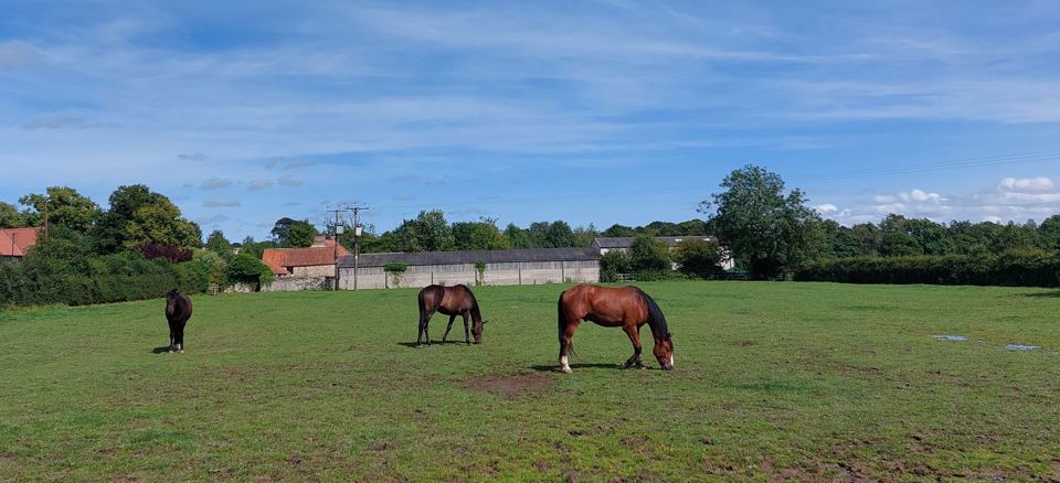 Horses in a field by buildings