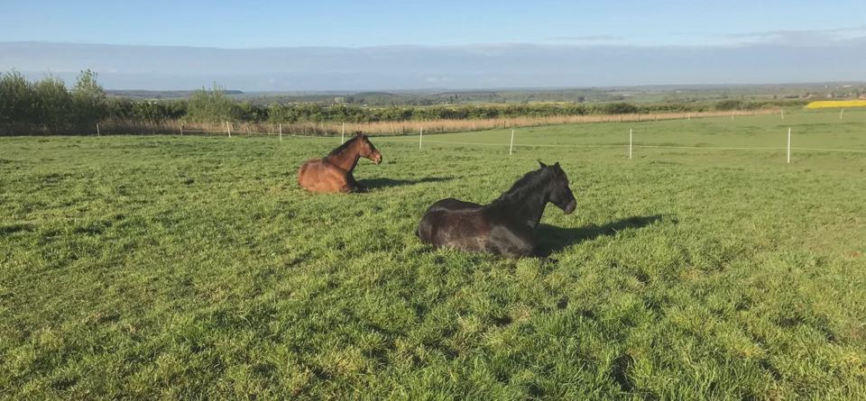 Horses in a field