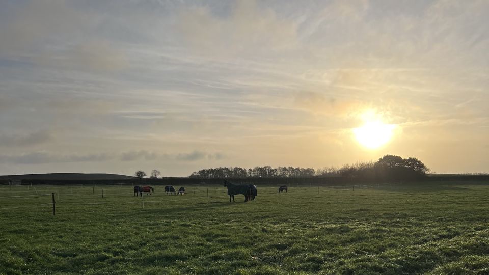 Field at sunset