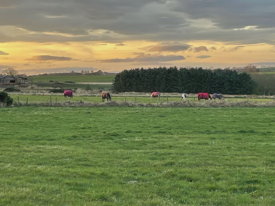 Field at sunset