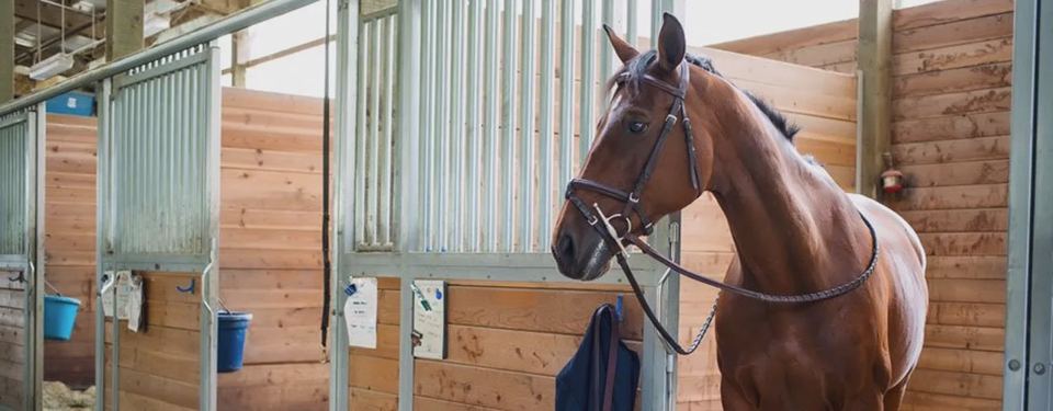 Horse in a stable