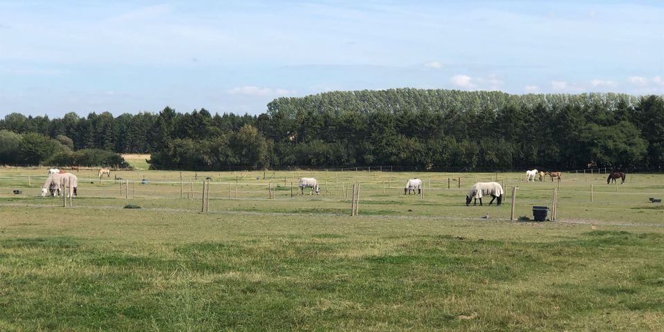 Horses in fields