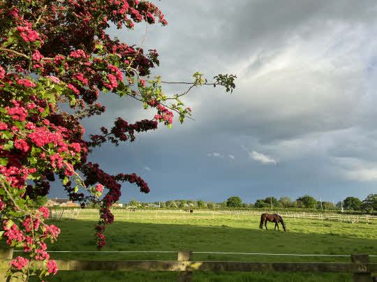 Horse in a field