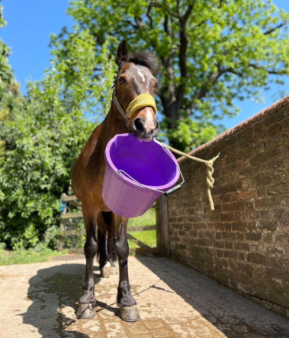Horse by a brick wall