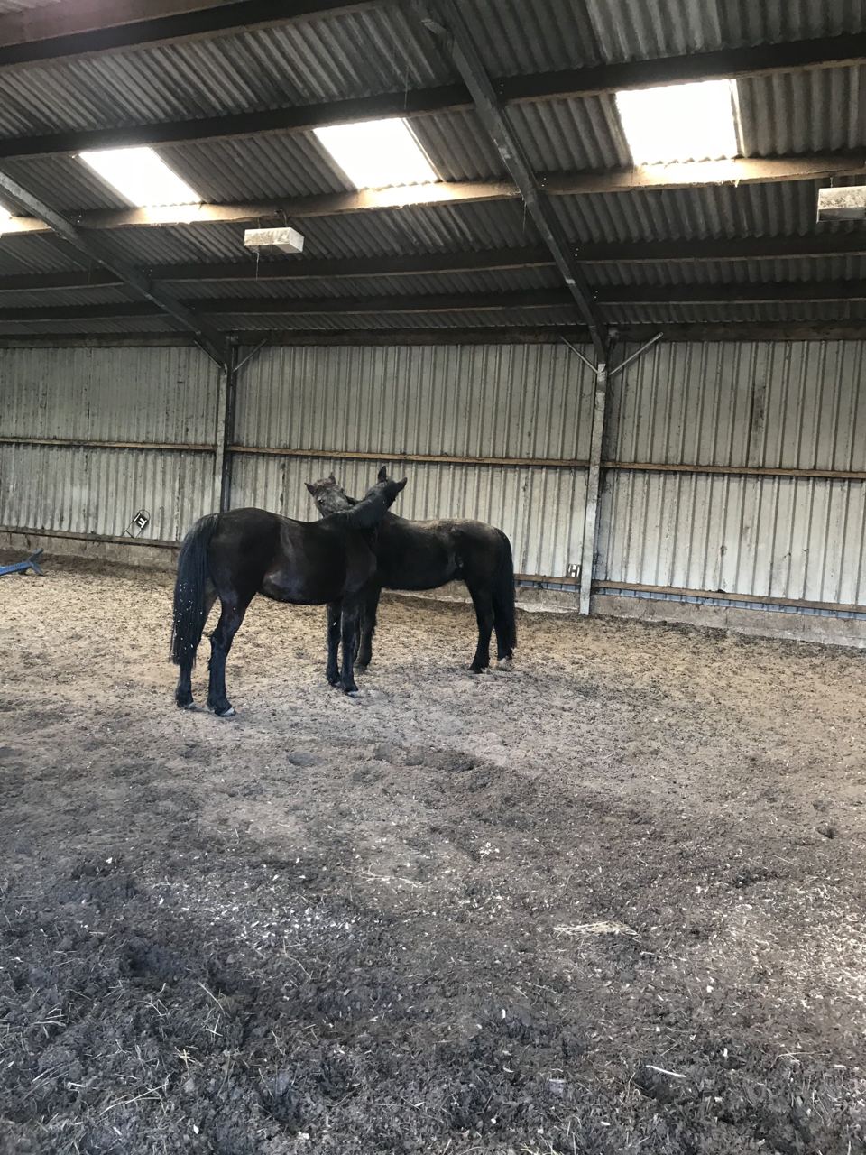 Horses in indoor school
