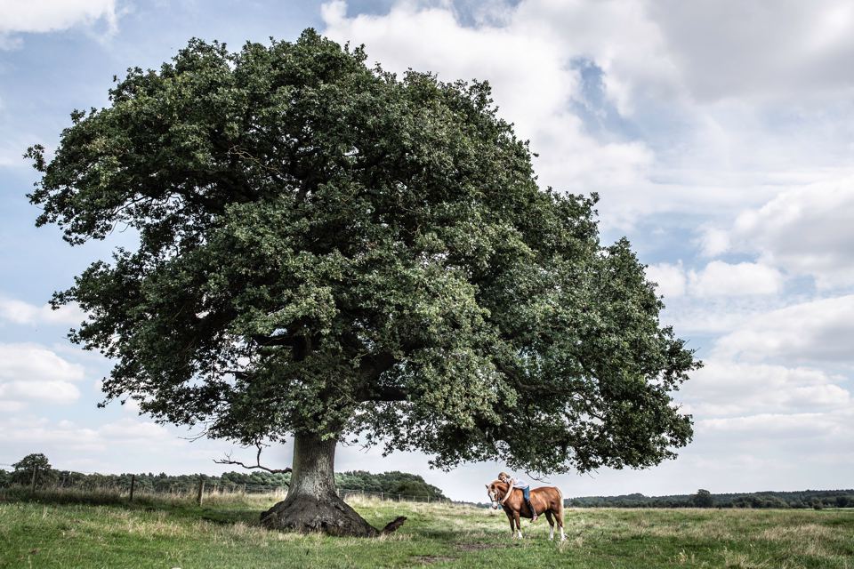 Oak tree in a field