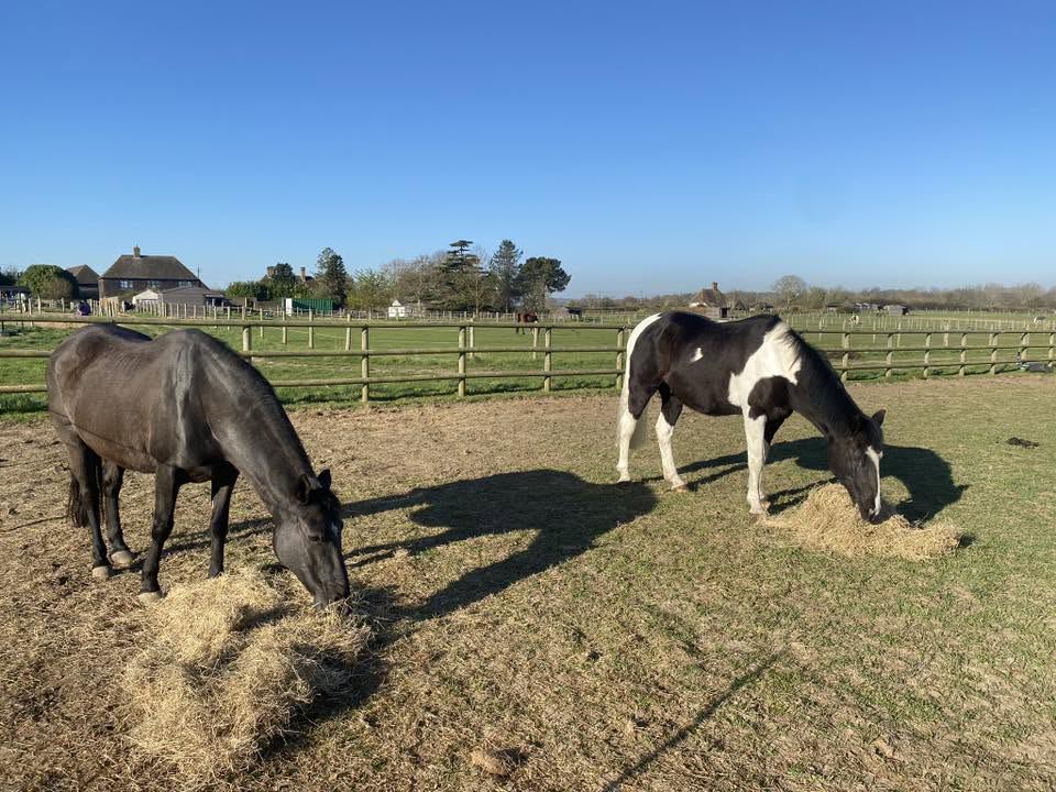 Horses in paddock