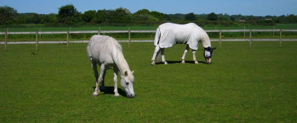 Horses grazing in field