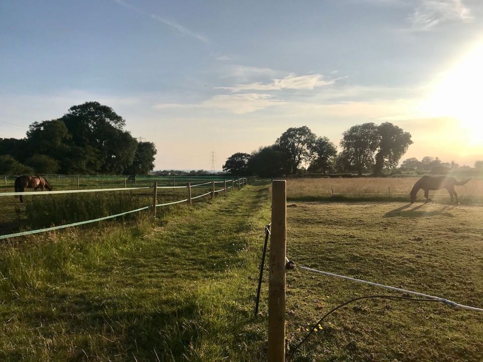 Horse in paddock