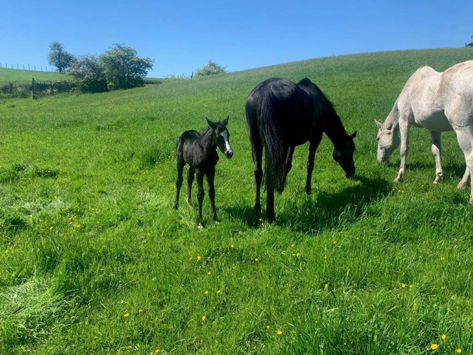 Horses and foal in field