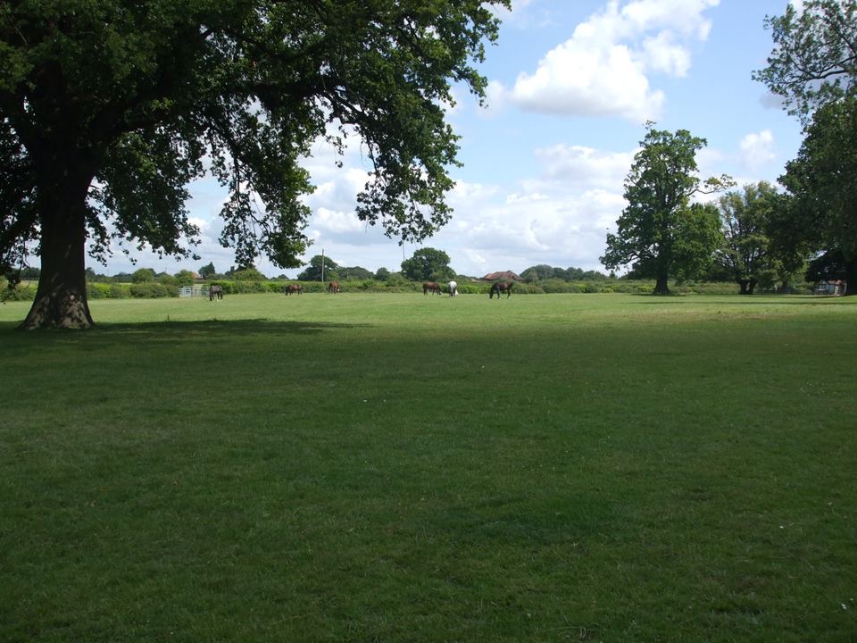 Field with oak tree