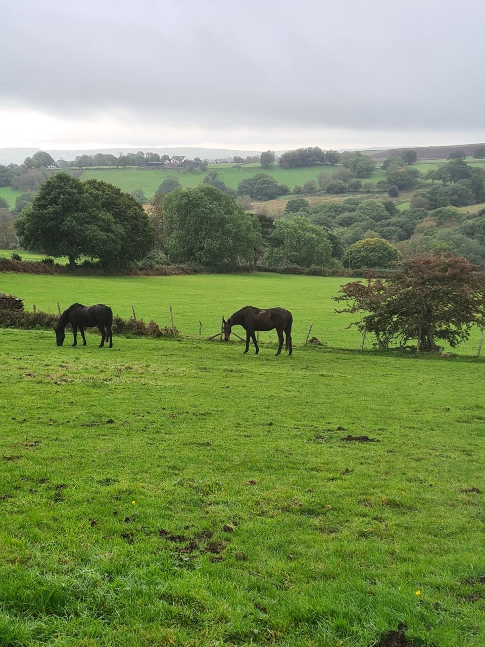 Horses in hillside field