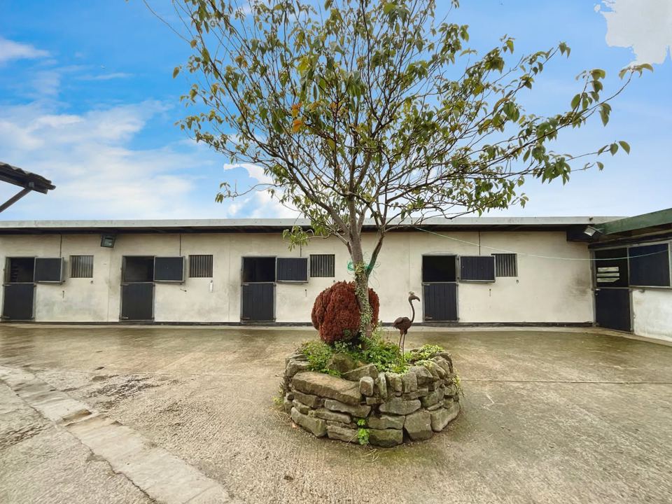 Stable yard with tree