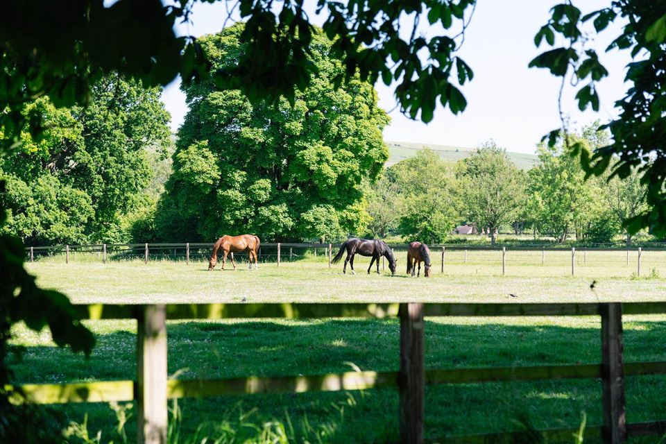 Horses grazing in field