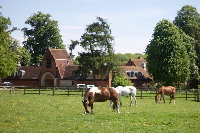 Horses in paddock by the house
